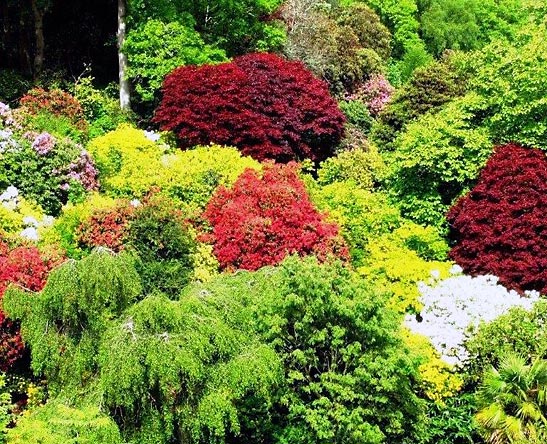 flowers at the Lake District