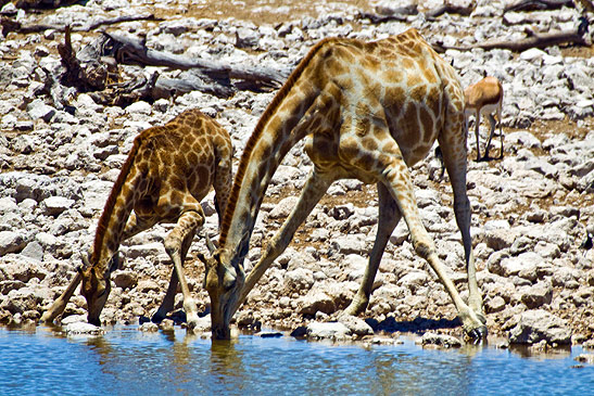 adult giraffe with calf drinking from a watering hole