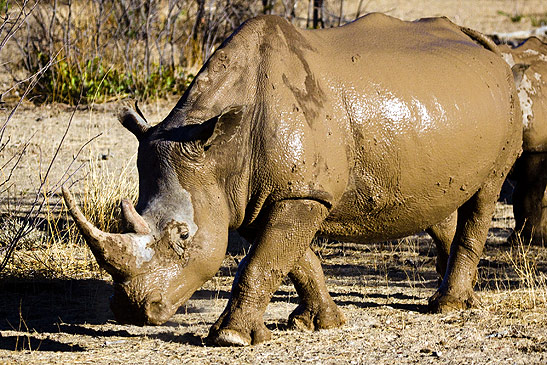 a rhinoceros at the Etosha National Park