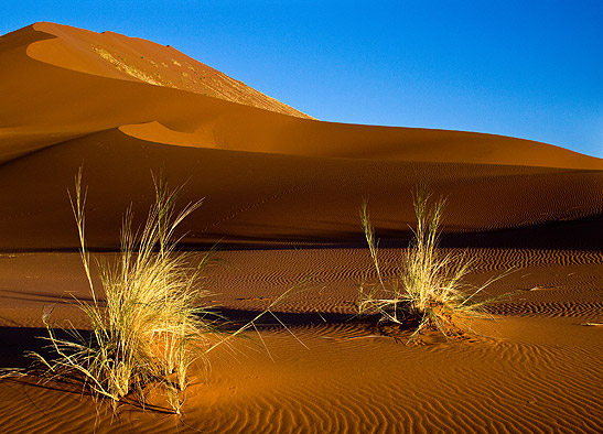 scorched grass amidst sand dunes, The Namib, Namibia