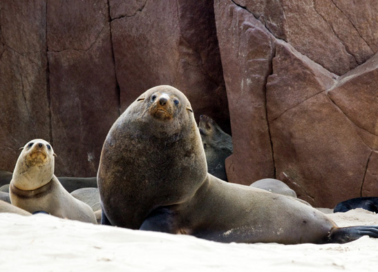 a pair of seals at the Cape Cross Fur Seal Reserve, Namibia