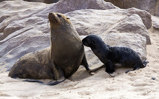 adult seal and pup at the Cape Cross Fur Seal Reserve, Namibia