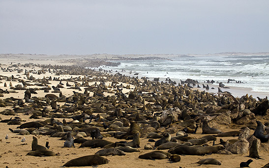 thousands of seals on the beach, Namibia