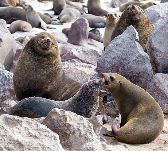 a pair of seal pups and adult seal, Cape Cross Fur Seal Reserve