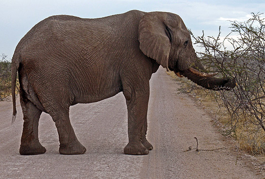 elephant at Etosha National Park, Namibia