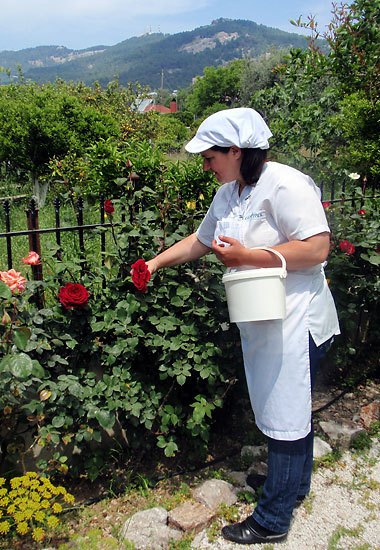 Appolonia baker picking roses from a bush