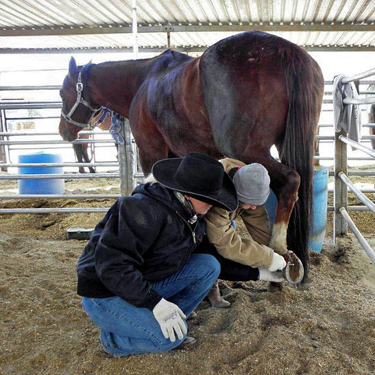 ranch manager Elaine Pawlowski showing writer how to clean the bottom of a horse's shoe