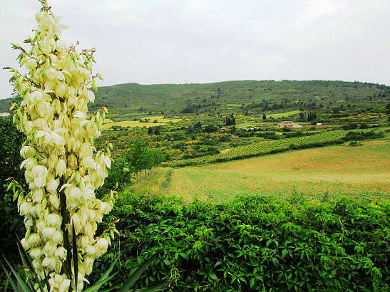 countryside view, Southern France