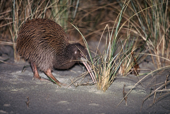a kiwi feeding at night, Stewart Island, New Zealand