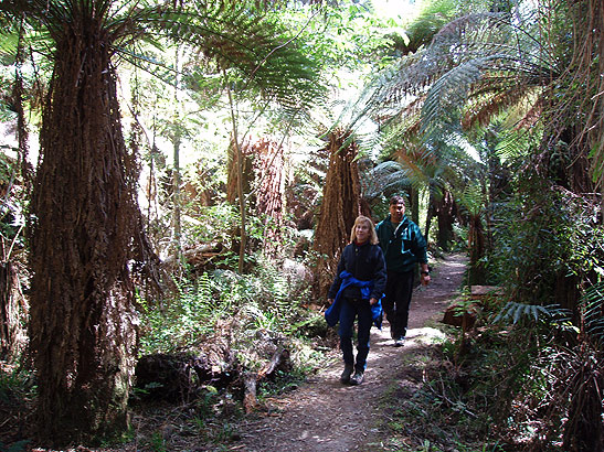 hikers treking through the dense bush