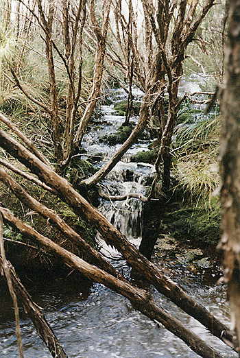 a creek rushes through a forest at Stewart Island