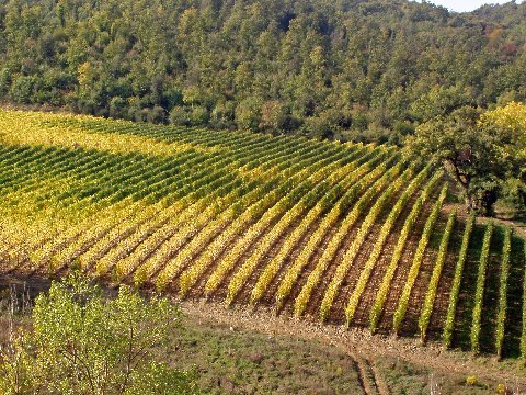 a vineyard in Tuscany