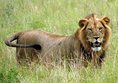 lion at Queen Elizabeth National Park, Uganda