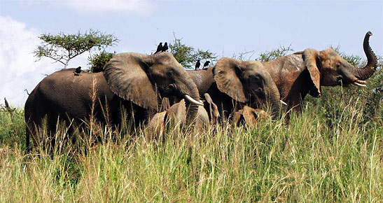 elephants at Murchison Falls National Park in southeastern Uganda