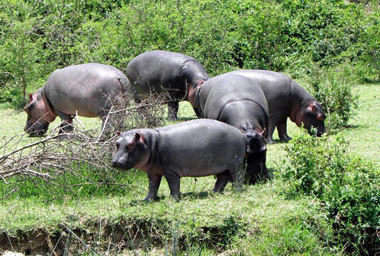 hippos near a river bank, Uganda