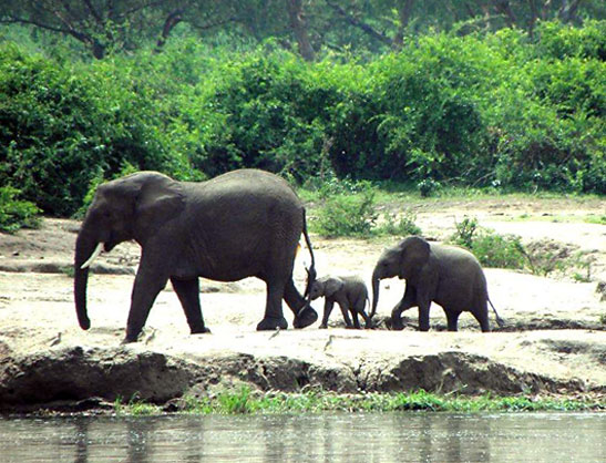elephant with young on a river bank