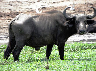 cape buffalo at the Queen Elizabeth National Park, Uganda