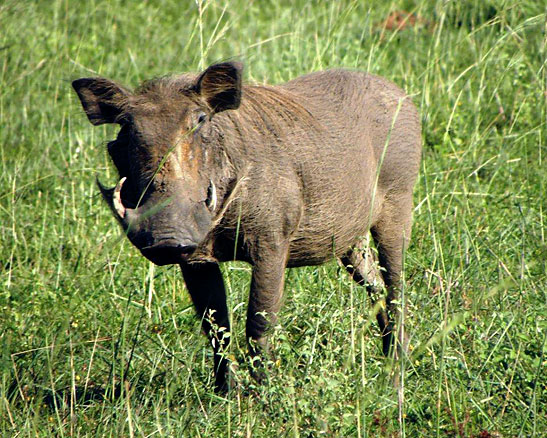 warthog, Queen Elizabeth National Park, Uganda