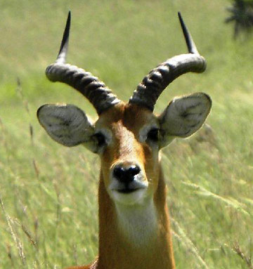 antelope, Queen Elizabeth National Park, Uganda