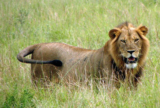 male lion at Queen Elizabeth National Park