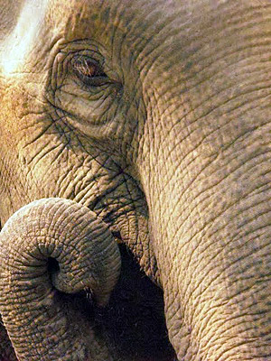 an elephant at the Lampang Elephant Conservation Center