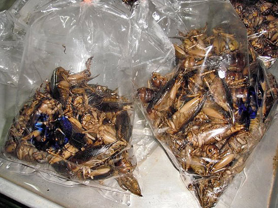 cooked water bugs at a roadside market, Thailand