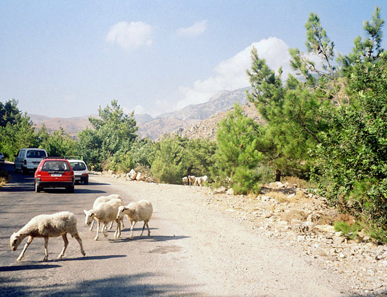 a group of sheep crossing the Lefka Ori Road