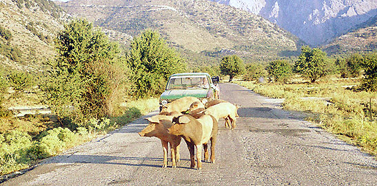 a small herd of nomadic pigs blocking the road, Lefka Ori/White Mountains