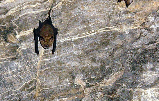 bat hanging in a cave, Langkawi Island, Malaysia