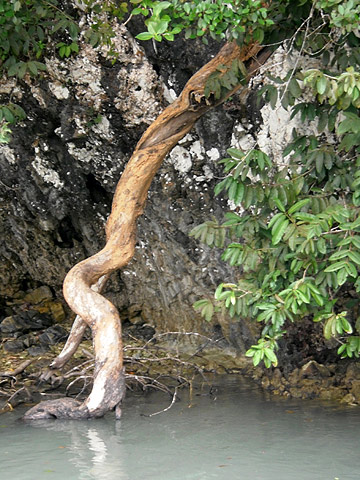mangrove tree in a swamp, Langkawi, Malaysia