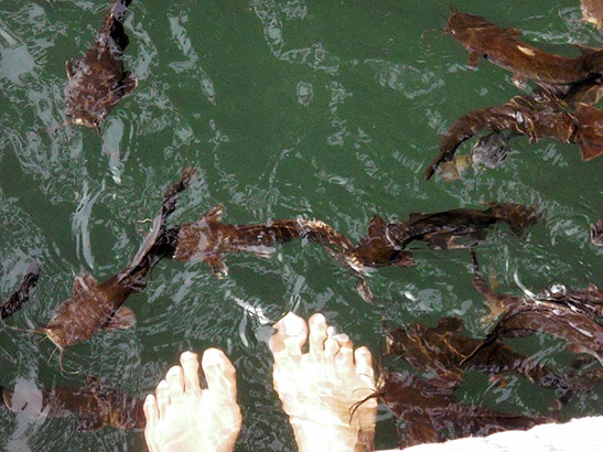 catfish munching at dead skin off visitor's feet, catfish spa, Langkawi