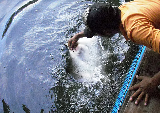 staff feeding a sting ray at the Hole in the Wall restaurant and fish farm