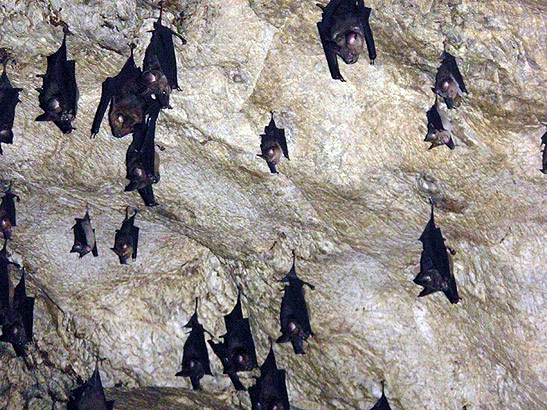 another picture of bats hanging on cave roof, Langkawi