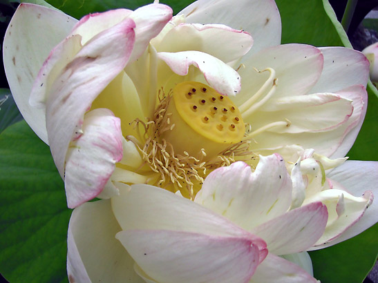 lotus flower at the International Buddhist Temple in Richmond, British Columbia