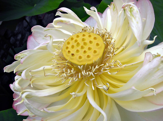 lotus flower in bloom at the International Buddhist Temple in Richmond