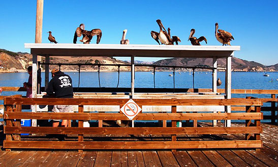 pelicans and fishermen at the Harford Pier, also known as the Port San Luis Pier
