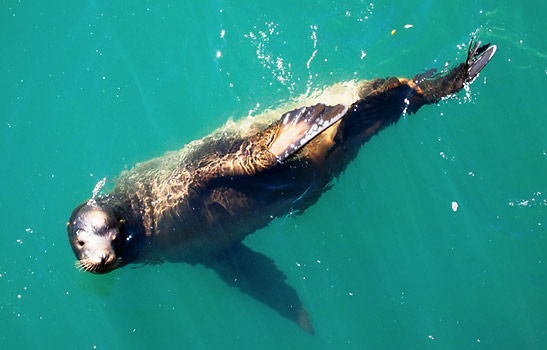 a sea lion at play beside Harford Pier