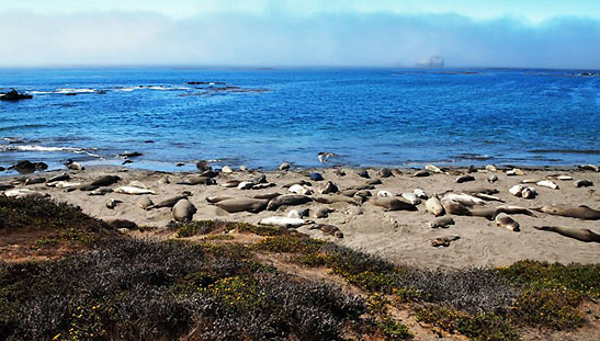 elephant seals at a beach in San Simeon