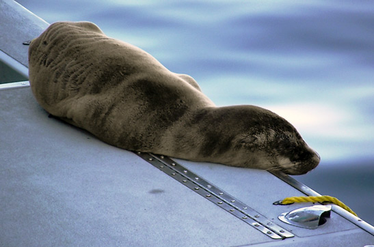 baby seal at a harbor, Catalina Island