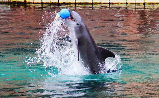 grey and white dolphin at the Dolphin Encounter, the Hilton Waikoloa Village