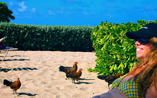 wild chickens roaming around the Kauai Beach Resort