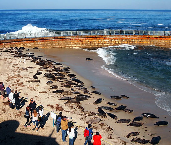 harbor seals at the Children's Pool, La Jolla