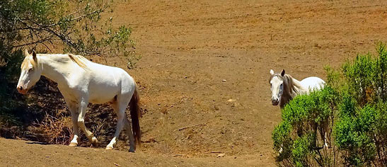 wild horses at the Return to Freedom Horse Sanctuary, Lompoc