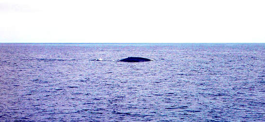 blue whale off the southern California coast, Long Beach