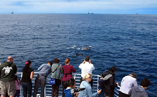 dolphins swimming ahead of whale-watching boat, Long Beach