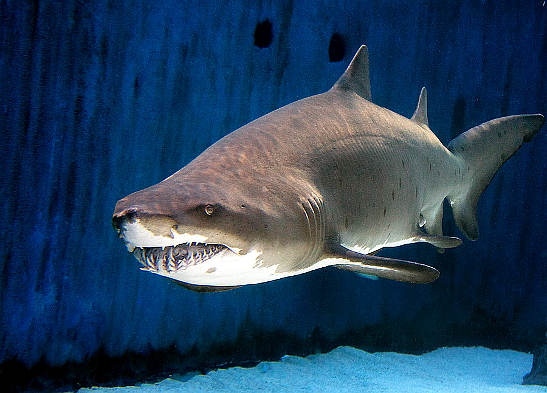 shark at the Shark Lagoon exhibit, The Aquarium of the Pacific, Long Beach