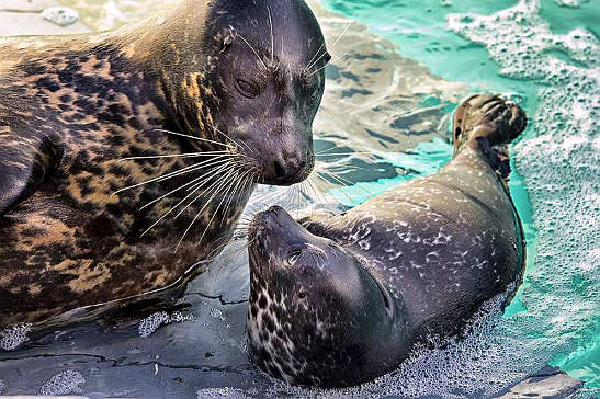 Toby, a male harbor seal pup, with a parent seal