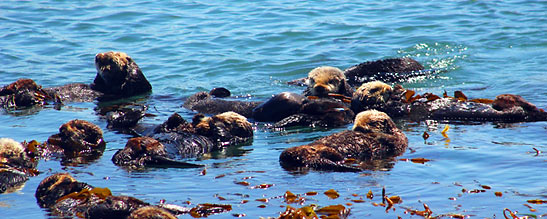sea otters playing in the water off Morro Strand State Beach