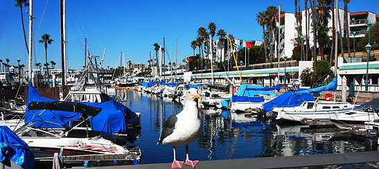 seagull at the Portofino Marina, Redondo Beach