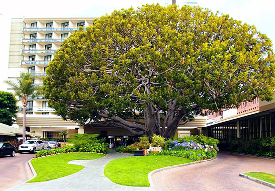 100 year-old fig tree at the Fairmont Miramar Hotel & Bungalows